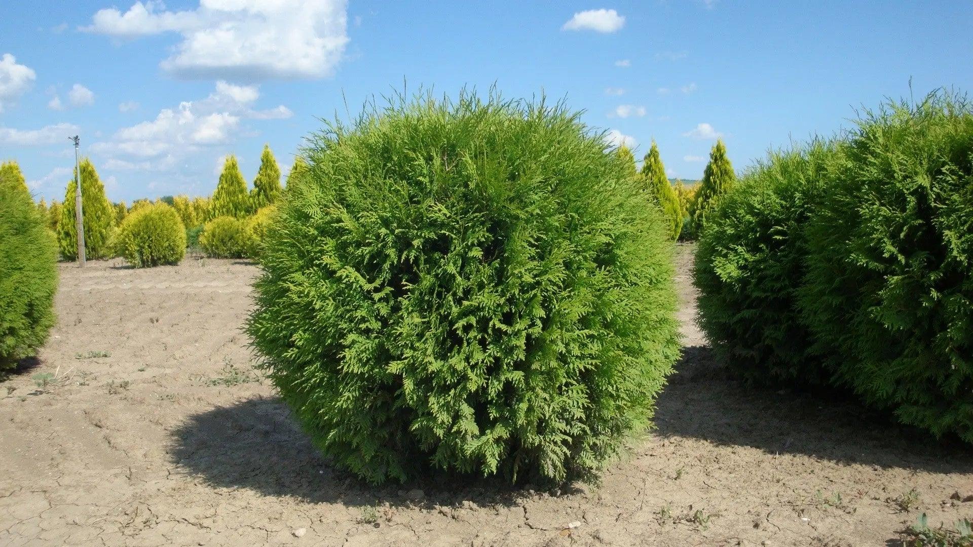 Tuia Globosa" 0.50 - 0.60 m  Thuja occidentalis "Globosa"