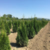 Tuia  Smaragd 0.80 - 1.00 m  Thuja Occidentalis Smaragd