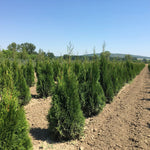 Tuia  Smaragd 0.80 - 1.00 m  Thuja Occidentalis Smaragd