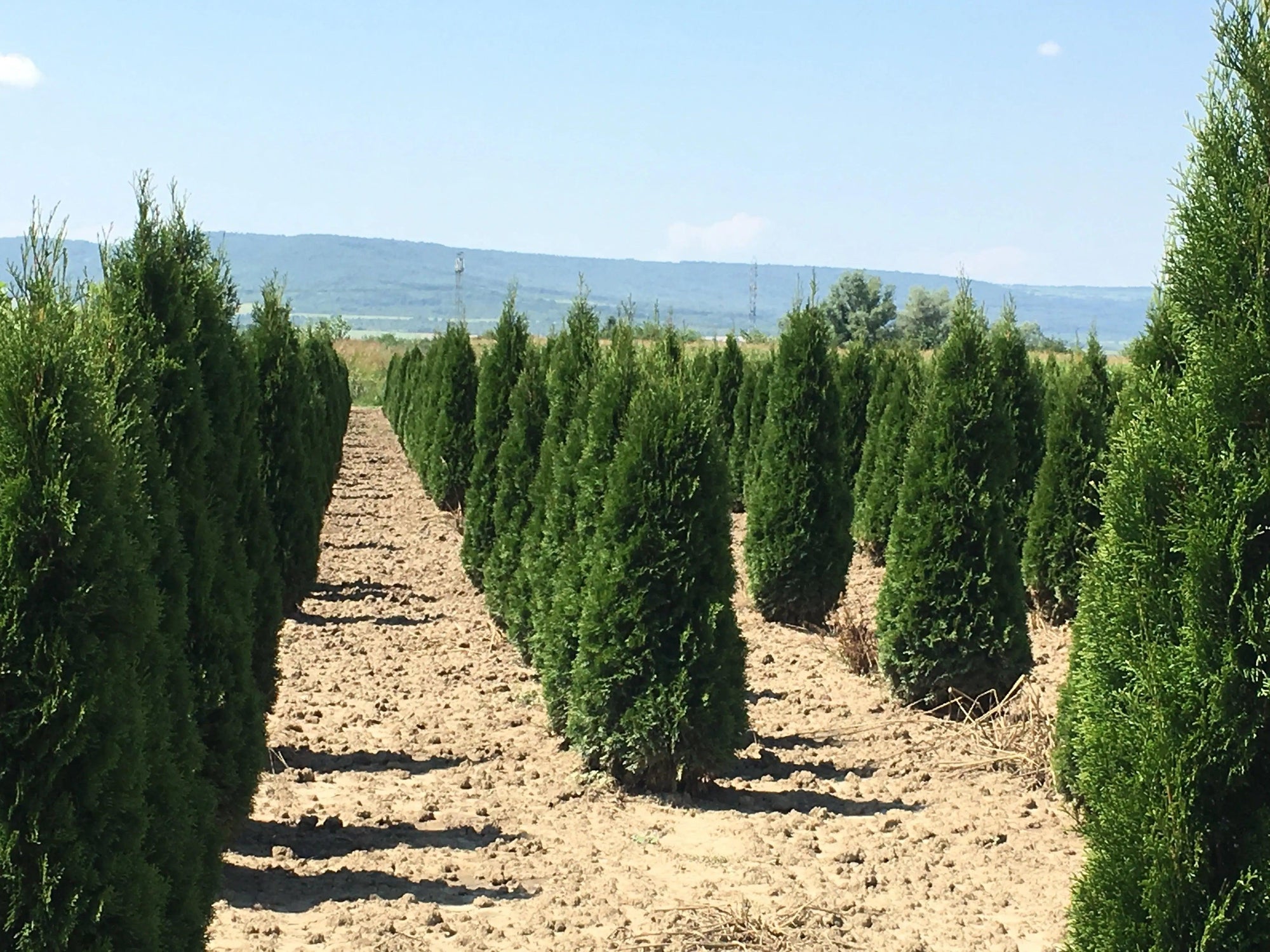 Tuia  Smaragd 1.70 - 1.80 m Thuja Occidentalis Smaragd