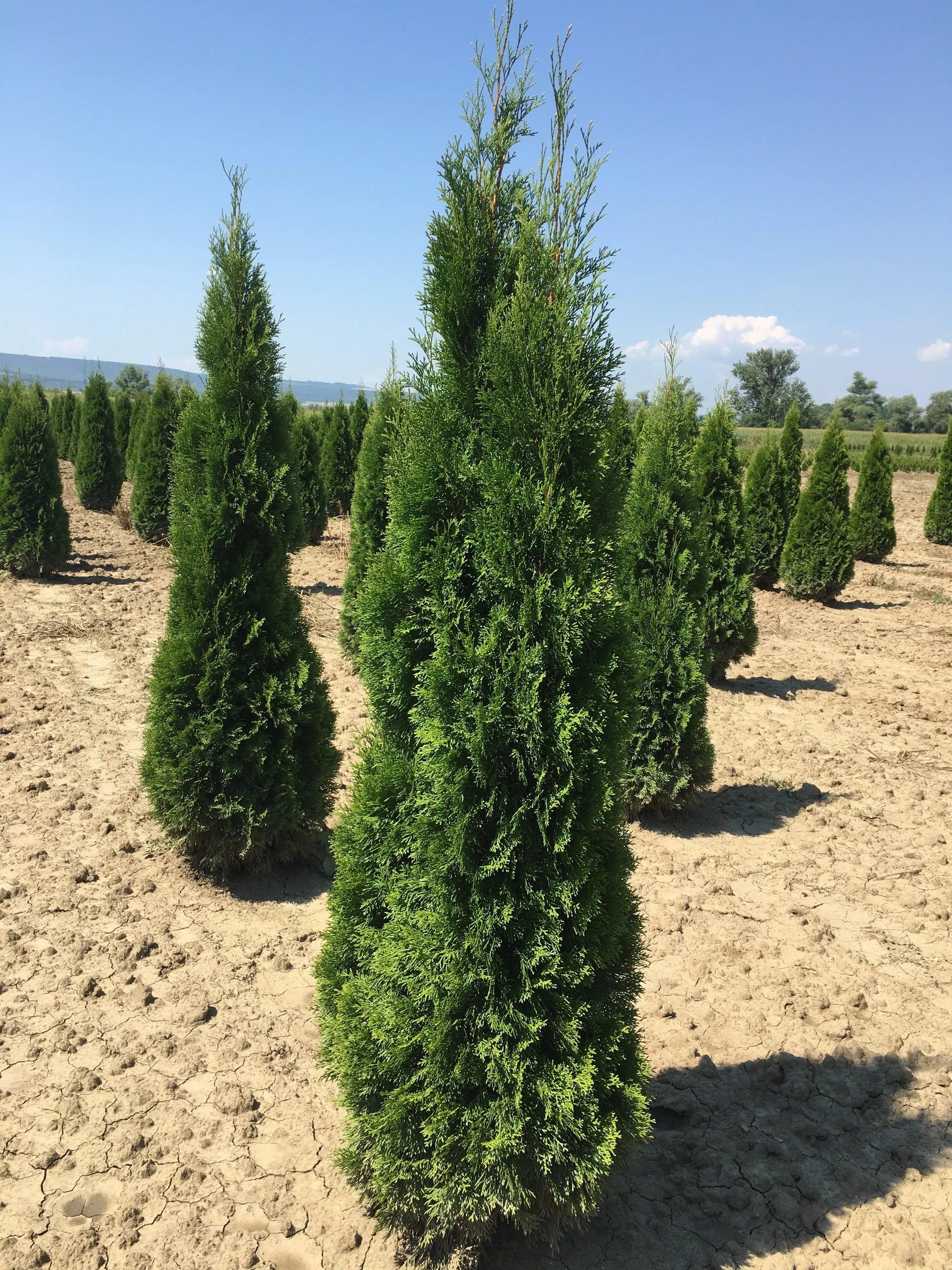 Tuia  Smaragd 1.70 - 1.80 m Thuja Occidentalis Smaragd