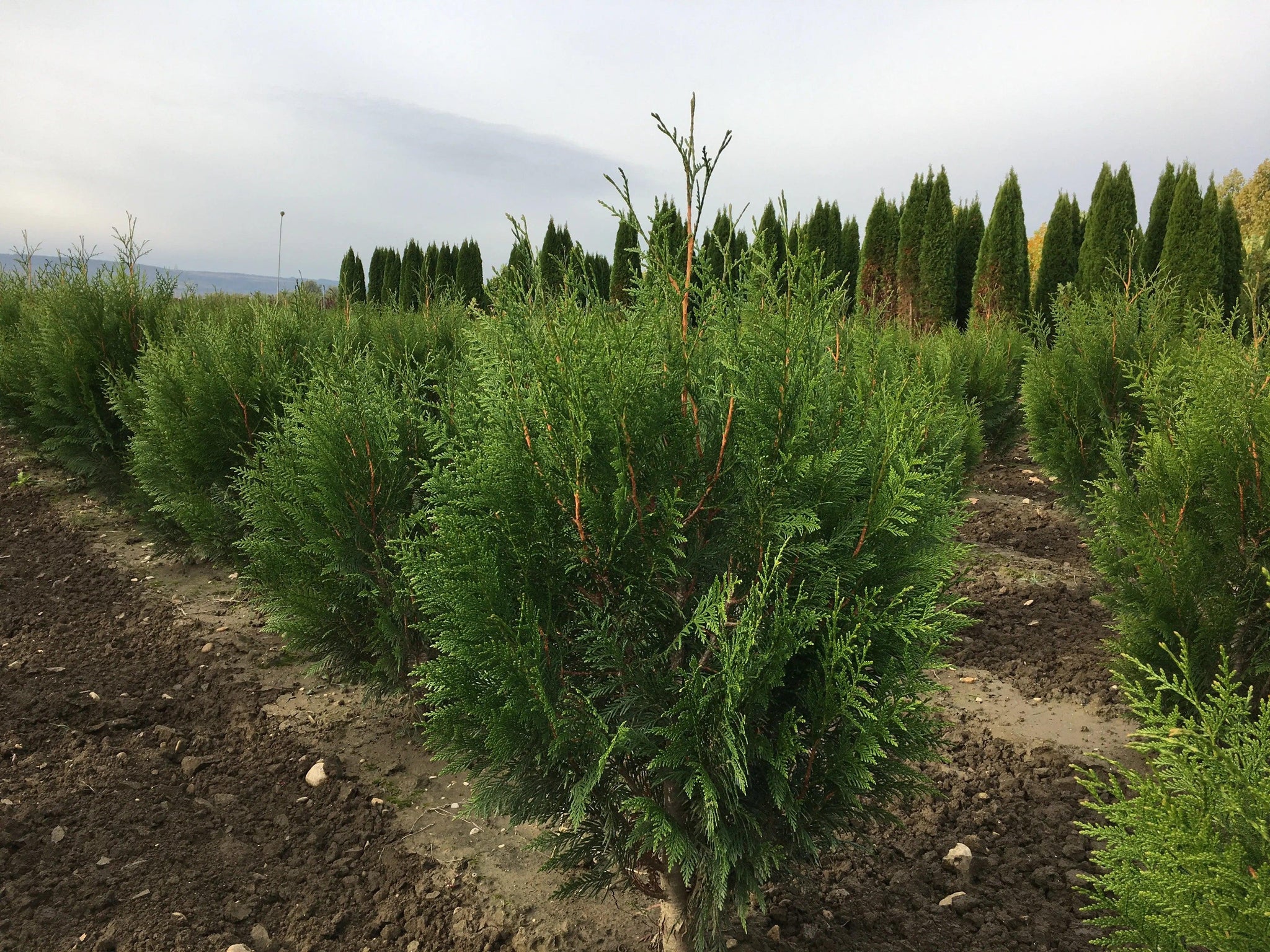 Tuia plicata Atrovirens" 1.20 - 1.50 m  Thuja plicata "Atrovirens"