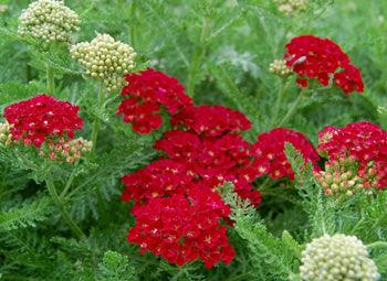 Achillea millefolium Tutti Frutti Pomegranate