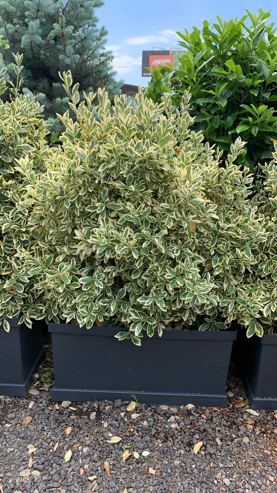 Salba japoneza Bravo" gard viu 0.80 - 1.20 m  Euonymus jap."Bravo"