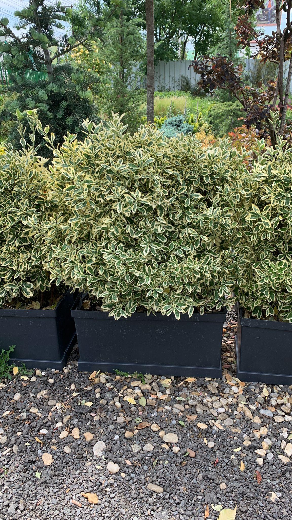 Salba japoneza Bravo" gard viu 0.80 - 1.20 m  Euonymus jap."Bravo"