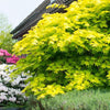 Artar japonez Jordan" 1.50 - 1.70 m  Acer shirasawanum "Jordan"
