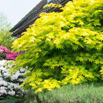 Artar japonez Jordan" 1.50 - 1.70 m  Acer shirasawanum "Jordan"