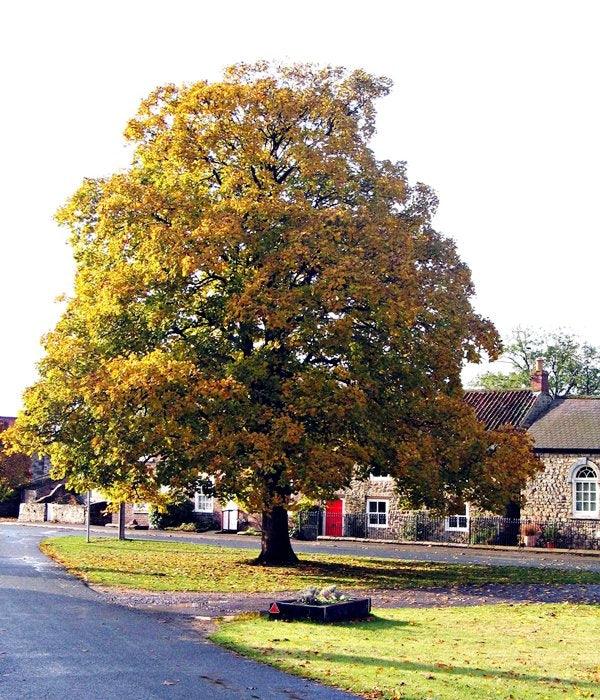 Paltin de munte 3.00 m  Acer pseudoplatanus