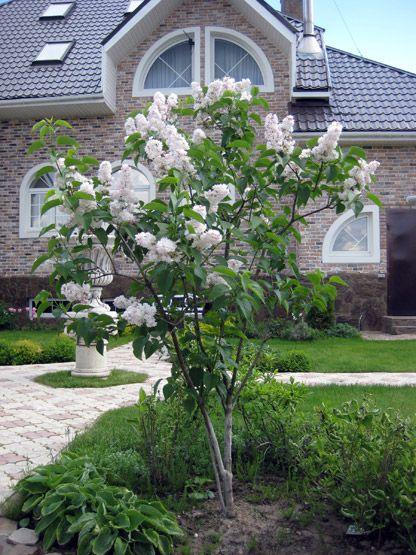 Liliac Beauty of Moscow" 1.20 - 1.50 m  Syringa vulgaris "Beauty of Moscow"