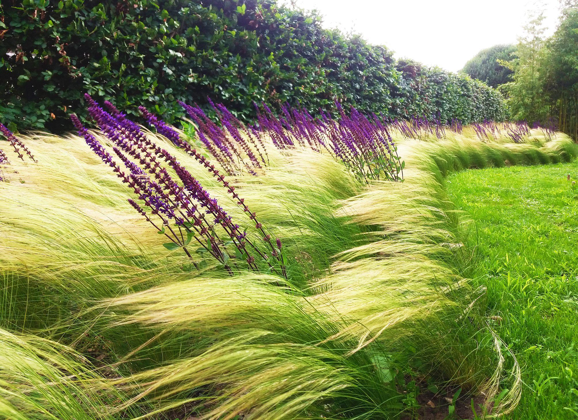 Stipa tenuissima Pony Tails