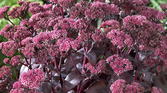 Iarba grasa Black Beauty Spectabile" 0.30 - 0.50 m  Sedum spectabile "Black Beauty"