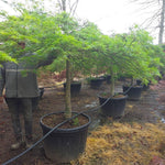 Japanese maple Viridis" 1.70 - 2.00 m Acer palmatum dissectum "Viridis"
