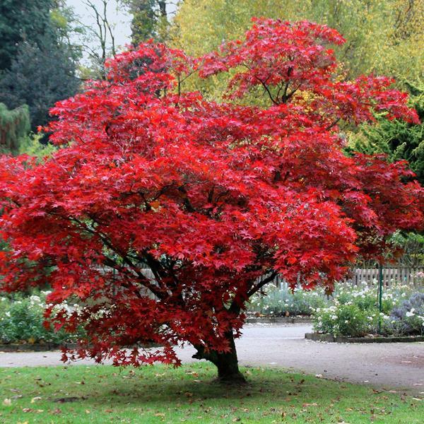 Artar japonez Bloodgood" 1.70 - 1.80 m  Acer palmatum "Bloodgood"