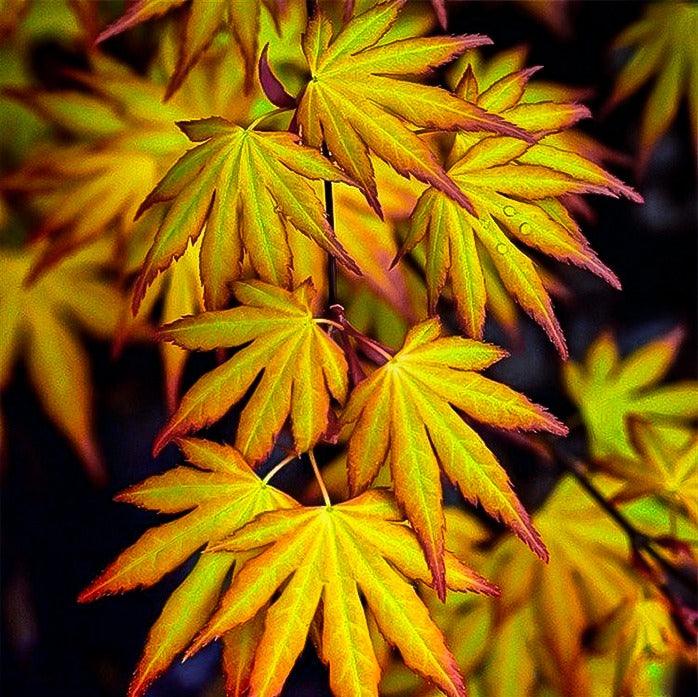 Artar japonez Katsura" 1.20 - 1.40 m  Acer palmatum "Katsura"