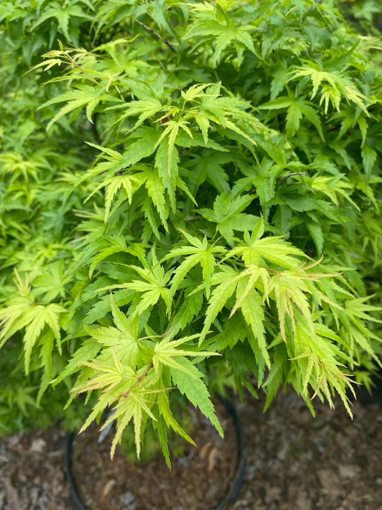 Artar japonez Sharp's Pygmy" 0.60 - 0.80 m  Acer palmatum "Sharp's Pygmy"