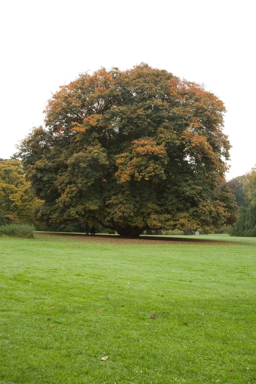 Paltin de munte Atropurpureum " 3.00 - 3.50 m  Acer pseudoplatanus "Atropurpureum"