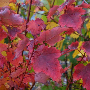 Red maple "Brandywine" 2.50 - 3.50 m Acer rubrum "Brandywine"
