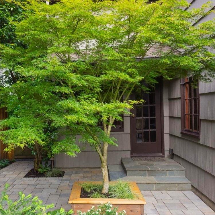 Artar japonez curgator „Seiryu 1.30 - 1.50 m  Acer palmatum dissectum „Seiryu”