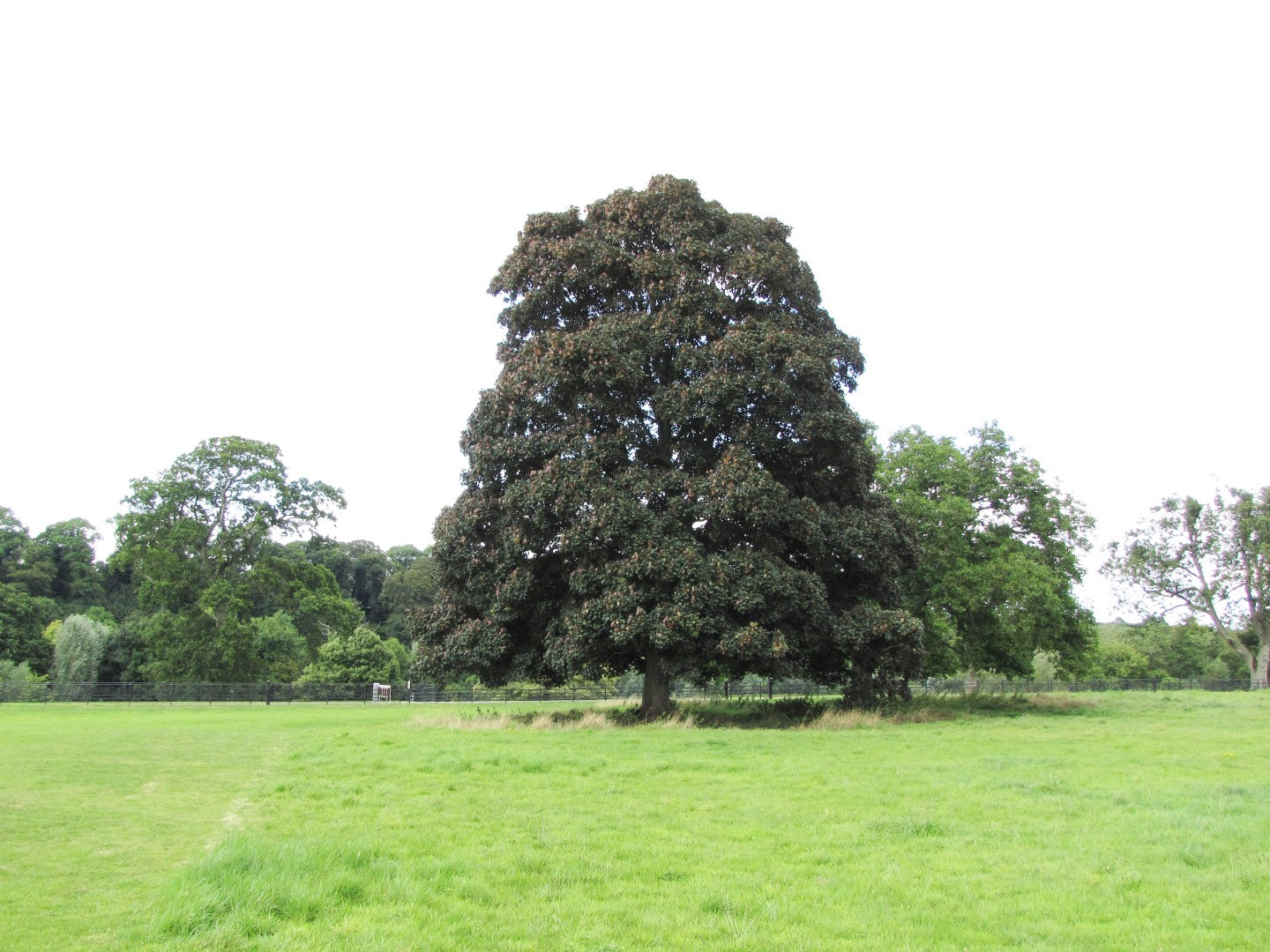 Paltin de munte Atropurpureum " 3.00 - 3.50 m  Acer pseudoplatanus "Atropurpureum"