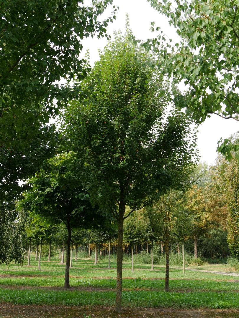 Artar rosu „Brandywine” 2.50 - 3.50 m  Acer rubrum „Brandywine”