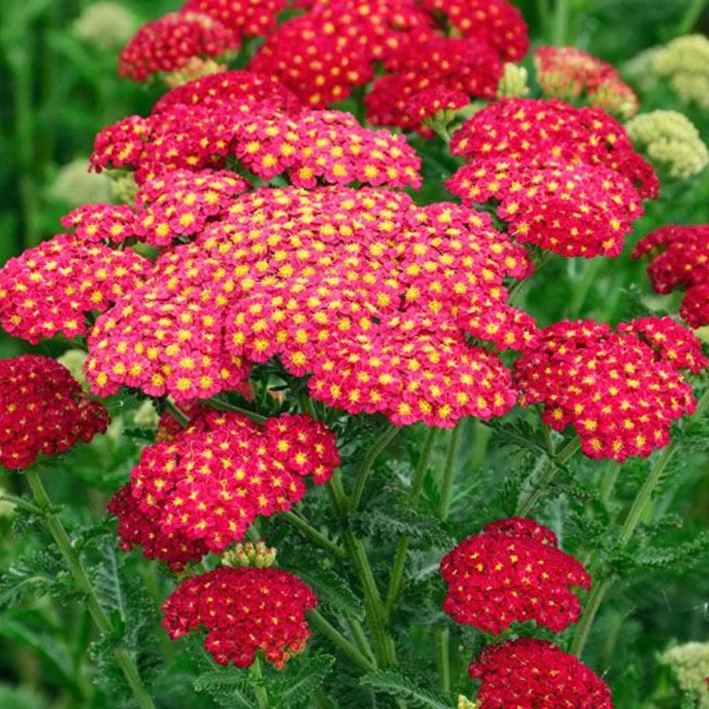 Achillea millefolium Tutti Frutti Pomegranate