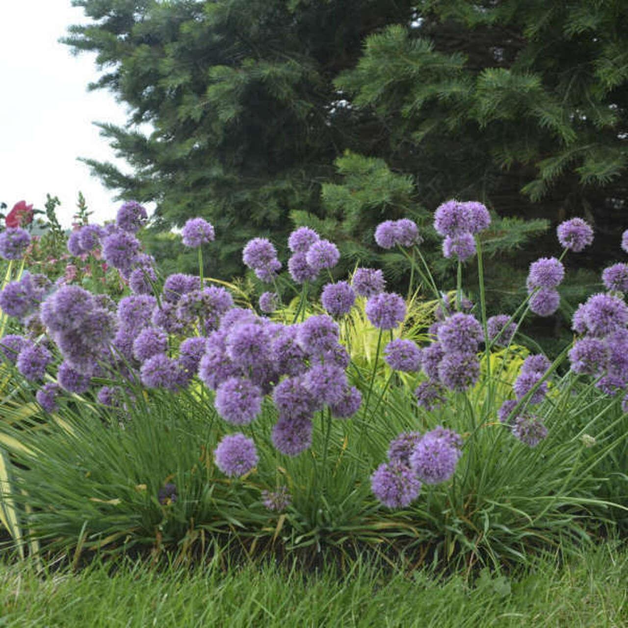 Allium Medusa’s Hair