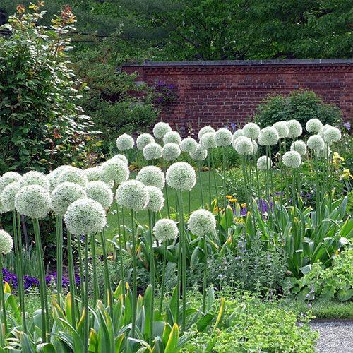 Allium Mount Everest