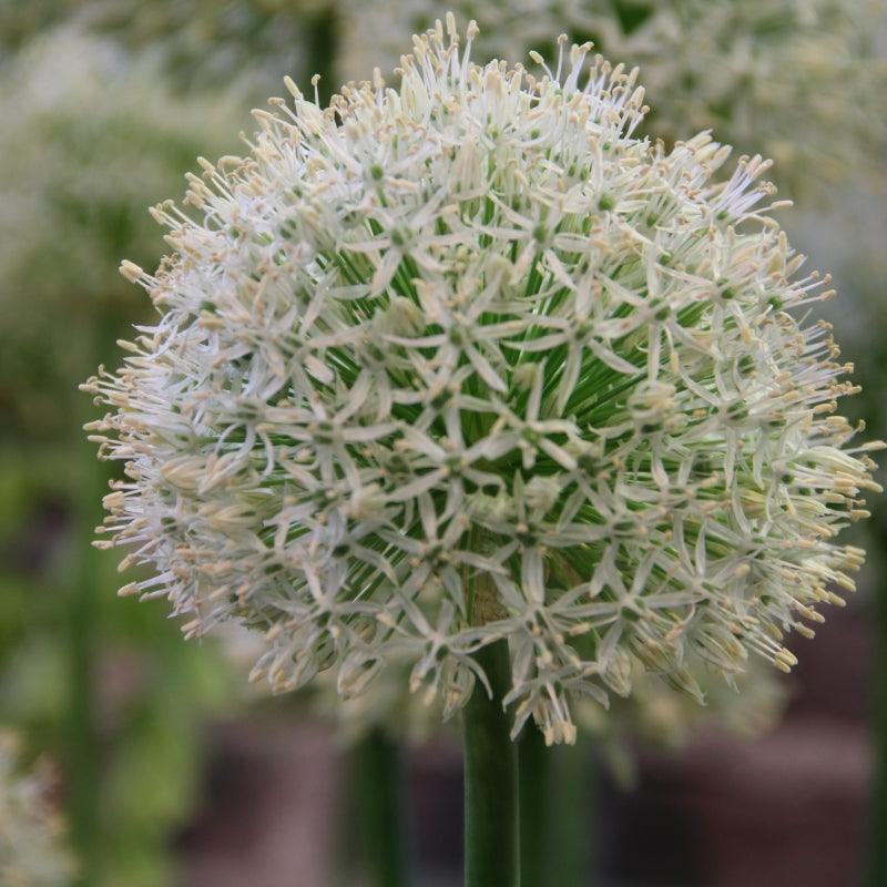 Allium Mount Everest