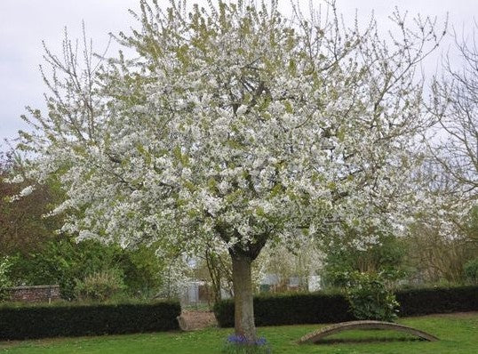 Cires Lapins" 1.80 - 2.30 m  Prunus avium "Lapins"