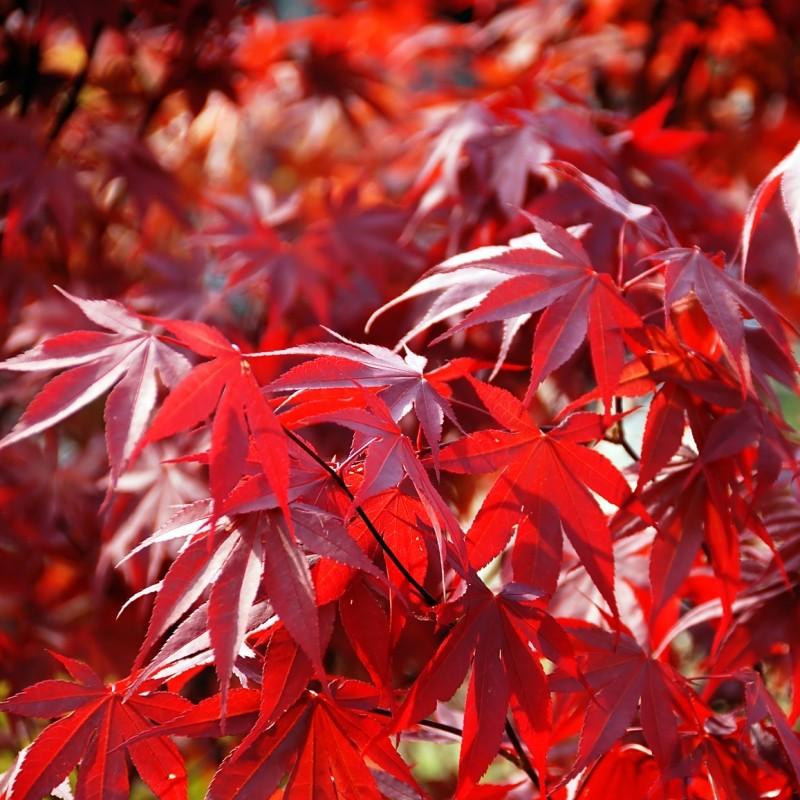 Artar japonez Fireglow 1.30 - 1.50 m  Acer palm "Fireglow"