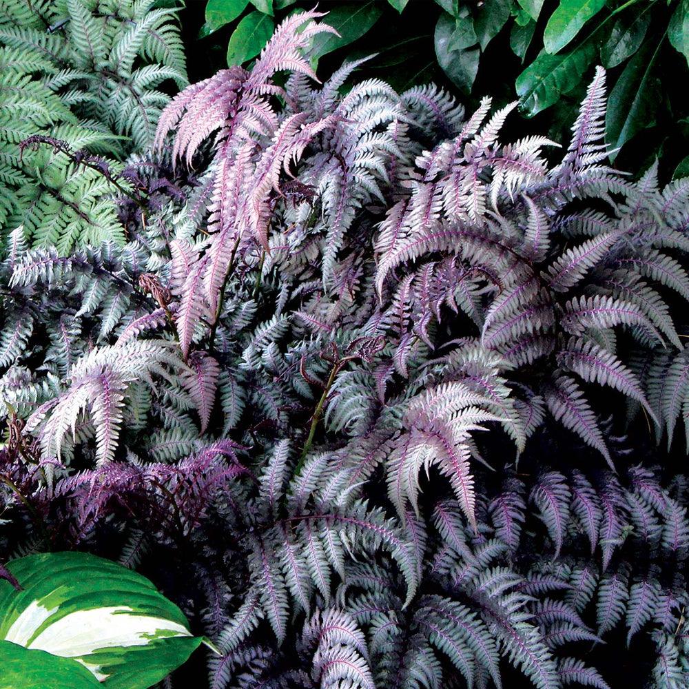 Athyrium niponicum Burgundy Lace