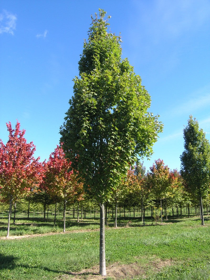 Artar rosu „Armstrong” 2.50 - 3.50 m  Acer rubrum „Armstrong”