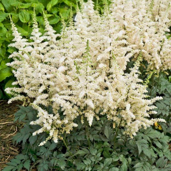 Astilbe chinensis Vision in White