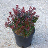 Dracila rosie Atropurpurea Nana" 0.20 - 0.25 m Berberis thunbergii "Atropurpurea Nana"