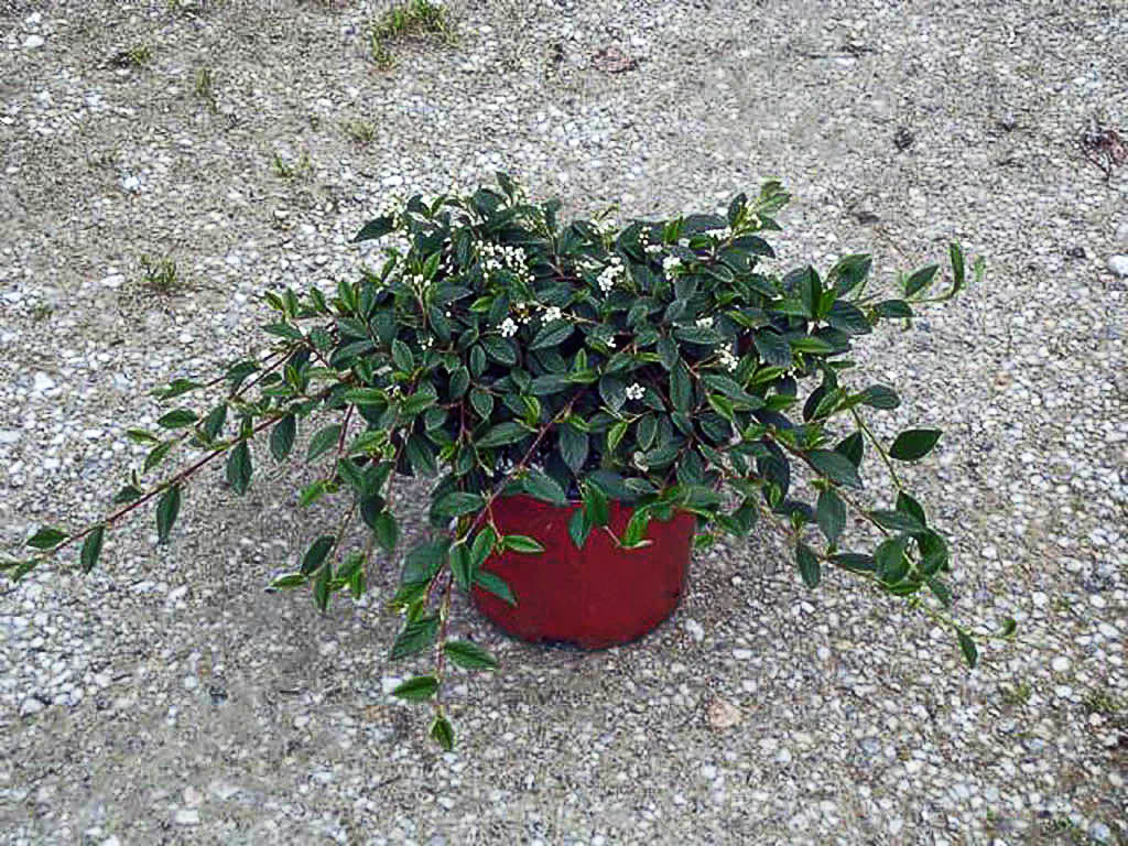 Barcoace 0.60 - 0.80 m  Cotoneaster salicifolius Repens"