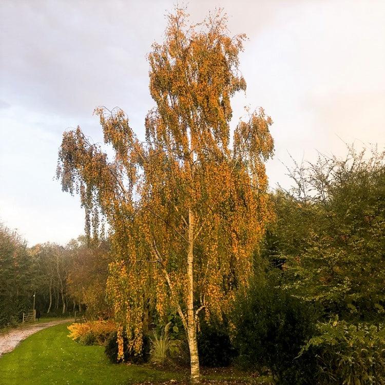 Mesteacan argintiu 3.00 - 4.00 m  Betula pendula