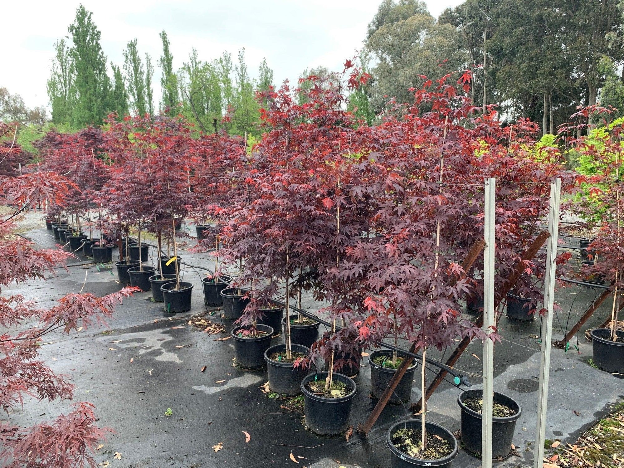 Artar japonez Bloodgood" 1.00 - 1.30 m  Acer palmatum "Bloodgood"