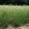 Bouteloua gracilis