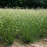 Bouteloua gracilis