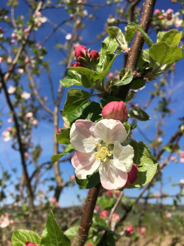 Mar Florina" 1.80 - 2.30 m  Malus domestica „Florina”