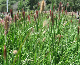 Pennisetum alopecuroides Red Bunny Tales" 0.20 - 0.30 m  Pennisetum alopecuroides "Red Bunny Tales"