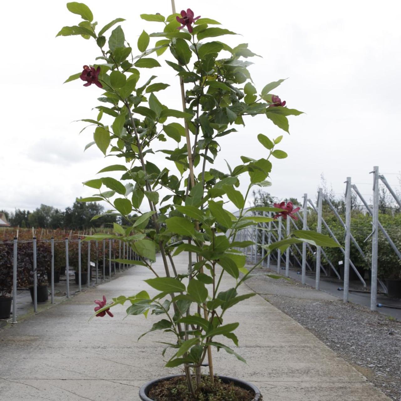 Calycanthus Aphrodite" 1.30 - 1.50 m  Calycanthus x raulstonii "Aphrodite"