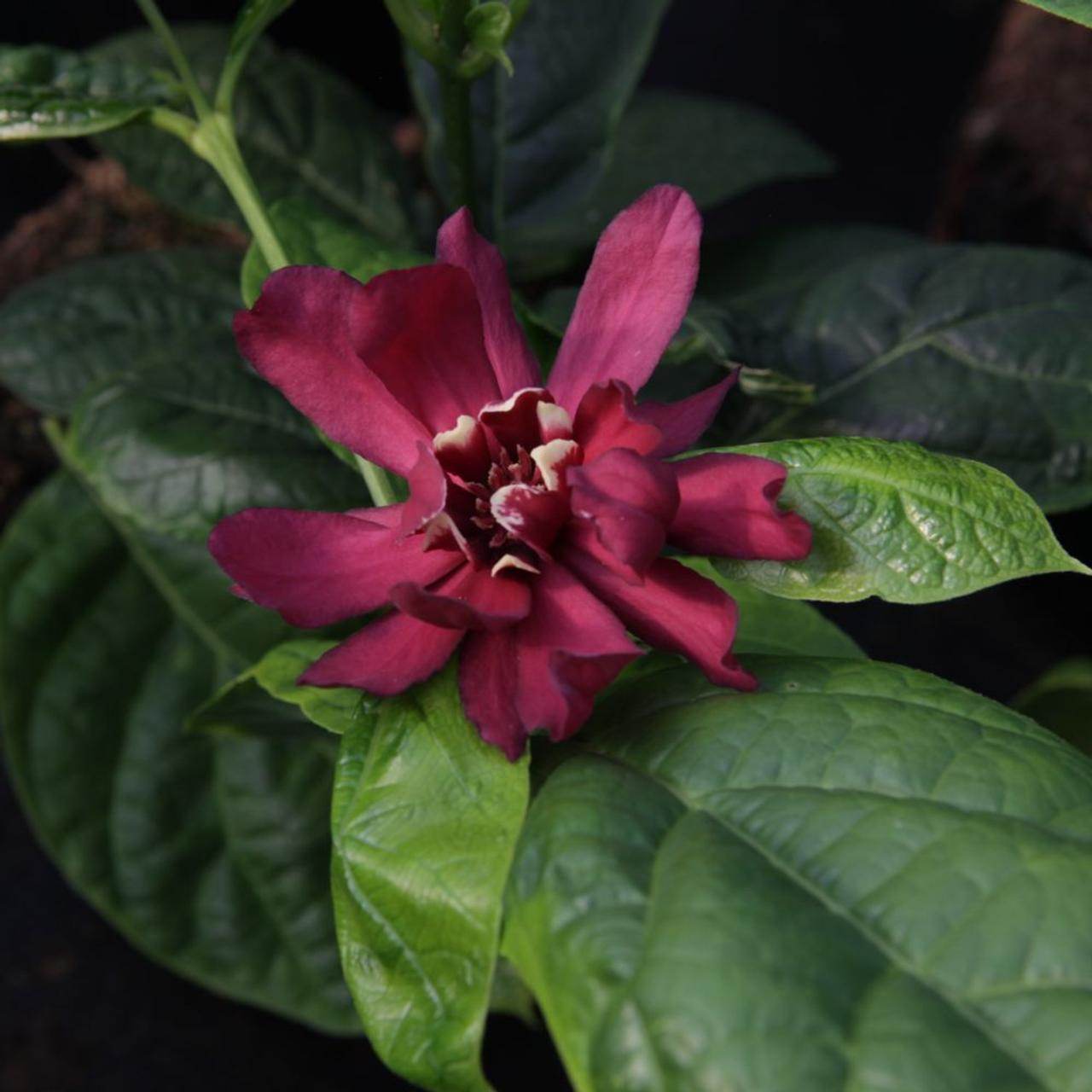 Calycanthus Aphrodite" 1.30 - 1.50 m  Calycanthus x raulstonii "Aphrodite"