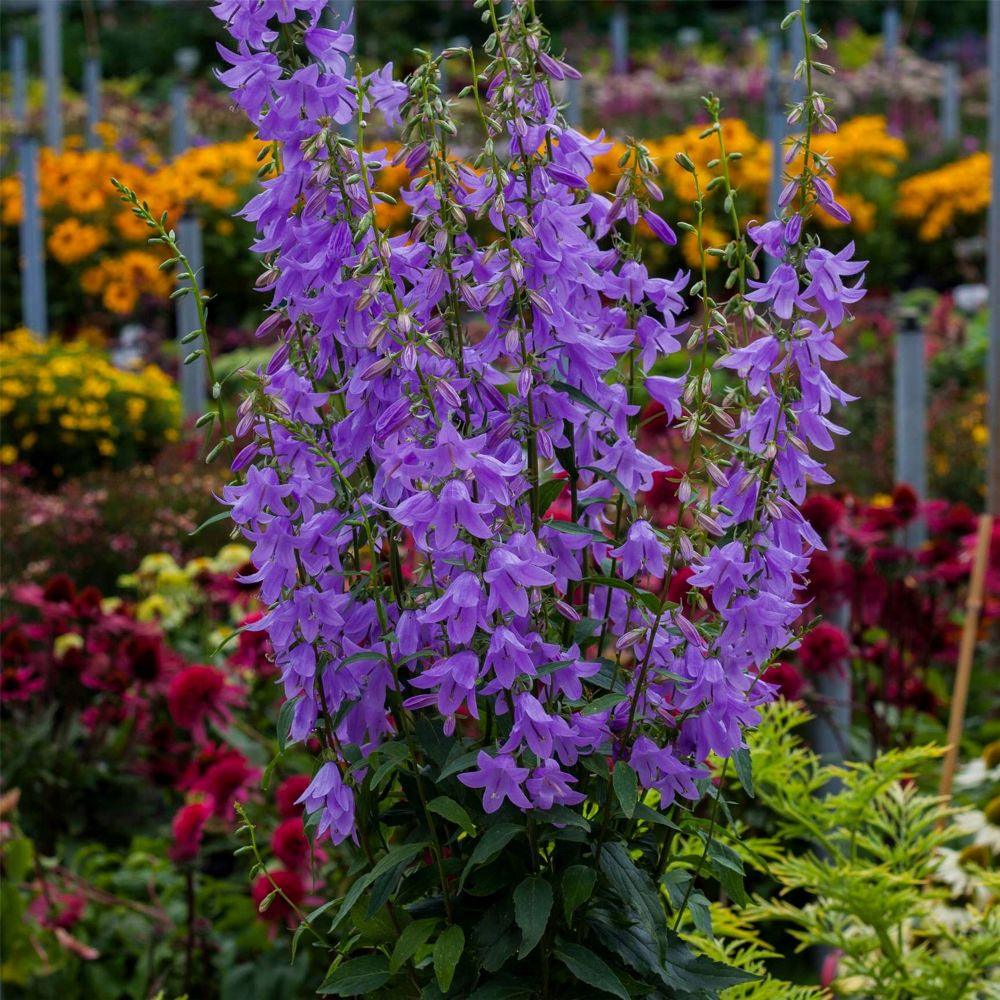 Campanula hybrida Gaudi Violet