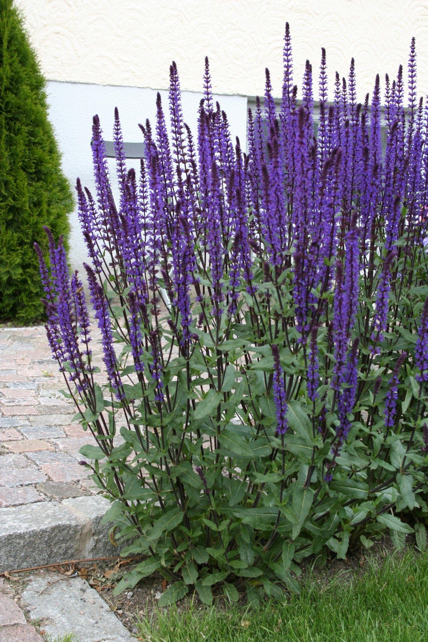 Salvia nemorosa 'Bumbleblue'