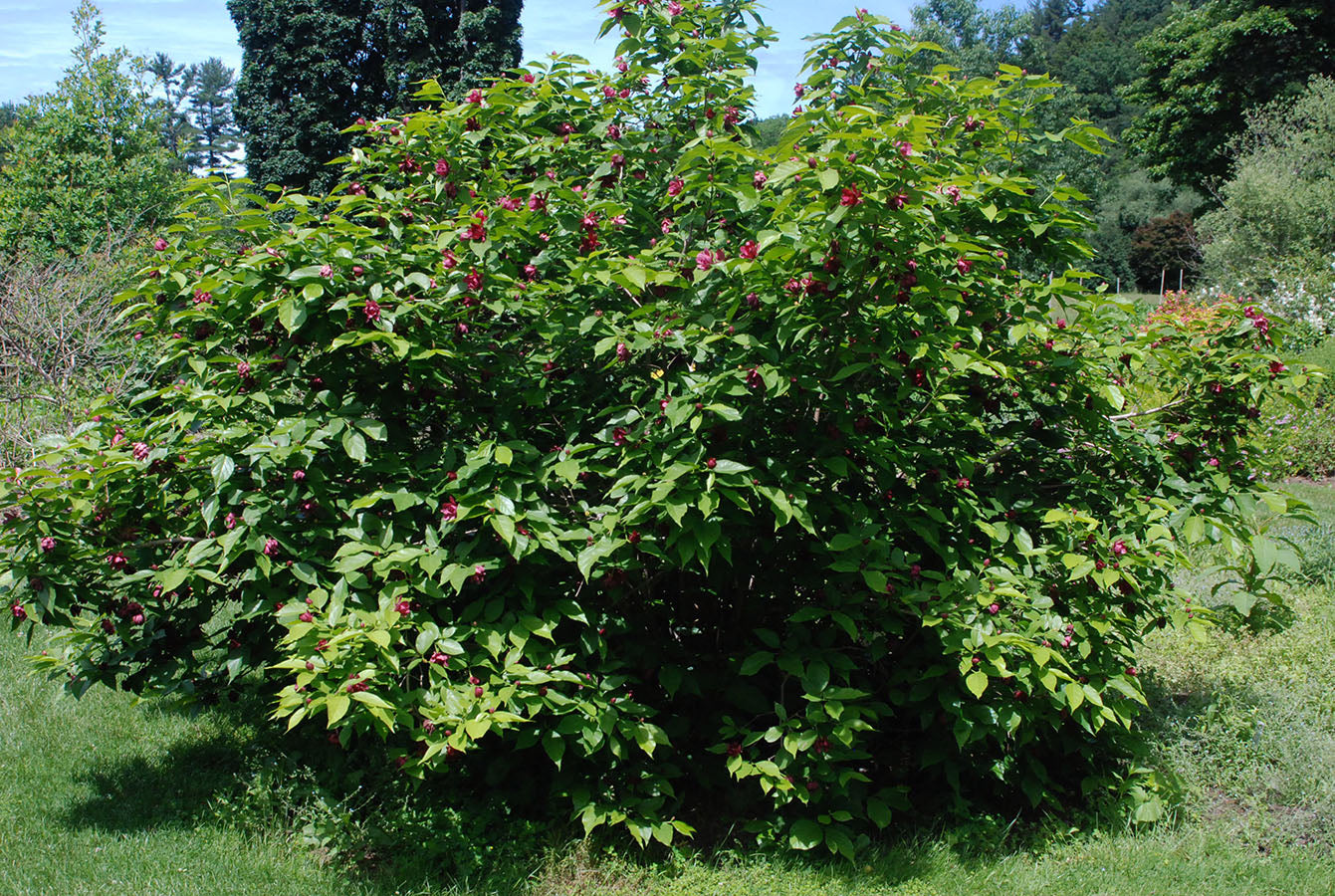 Calycanthus Aphrodite" 1.30 - 1.50 m  Calycanthus x raulstonii "Aphrodite"