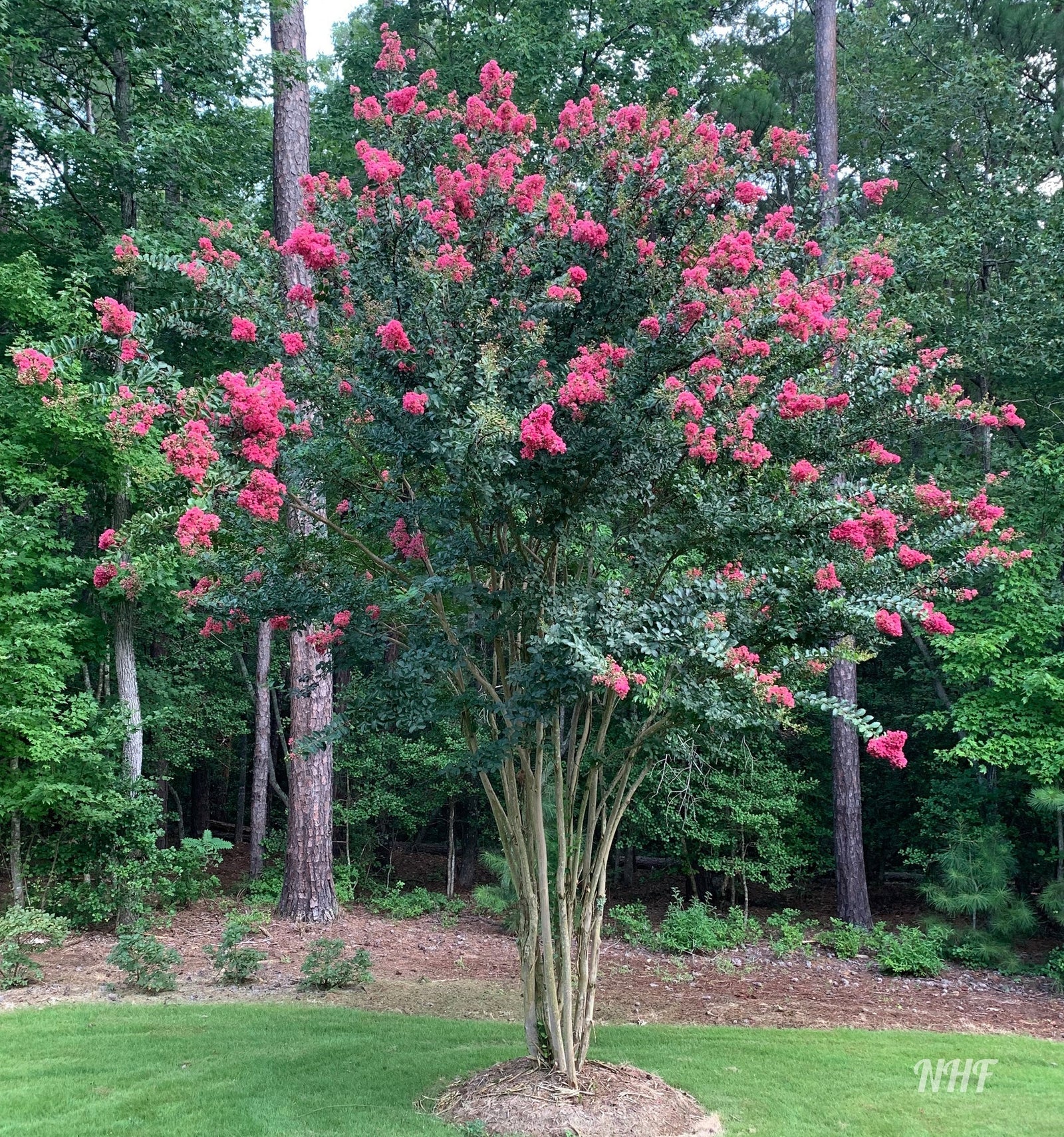Liliac Indian Caroline Beauty" arbore 1.70 - 2.00 m  Lagerstroemia Indica "Caroline Beauty"