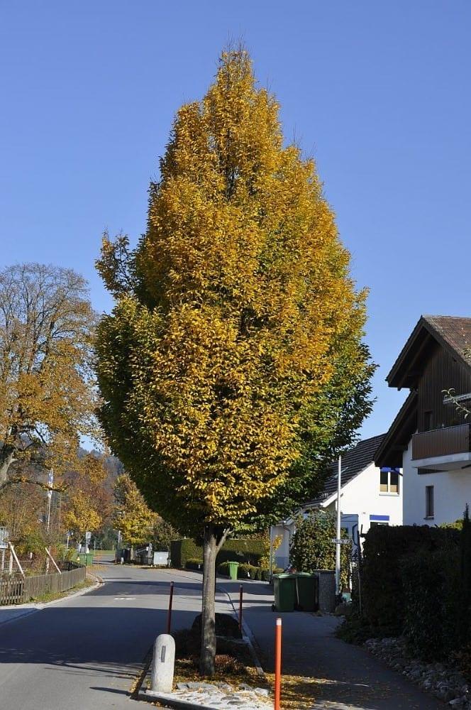 Carpen columnar arbore 3.00 - 4.00 m  Carpinus betulus Fastigiata"