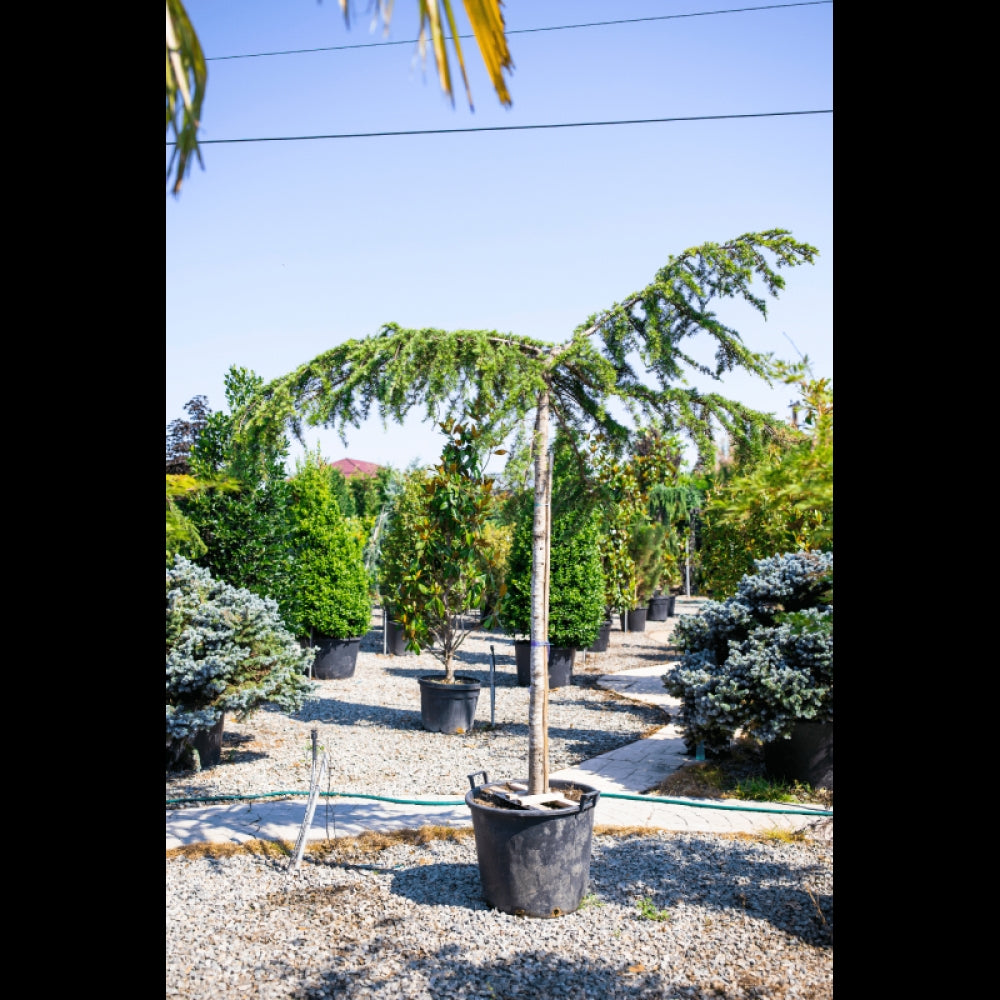 Cedru de Himalaya pendul 1.70 - 2.00 m  Cedrus deodara Pendula"