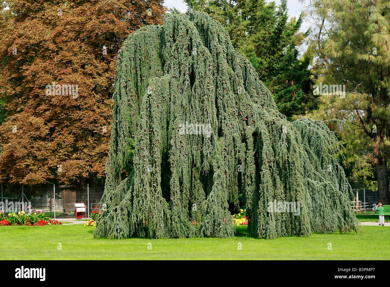 Cedru argintiu curgator 1.75 - 2.00 m  Cedrus atlantica Glauca Pendula"